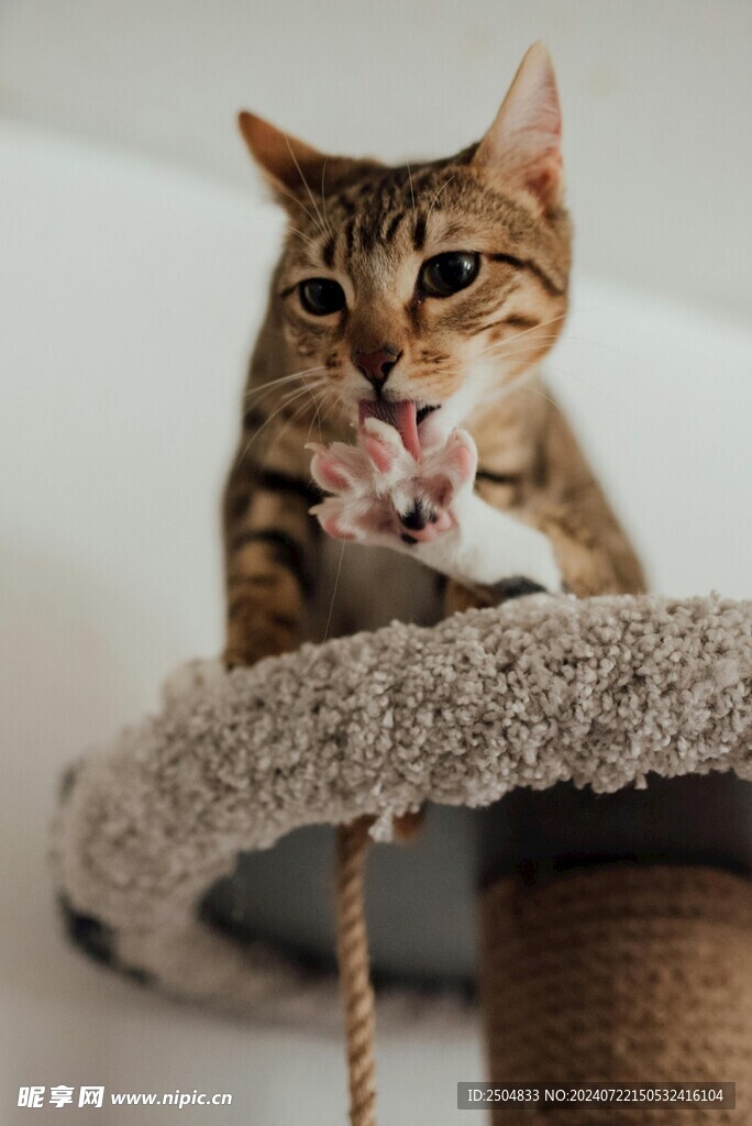 猫