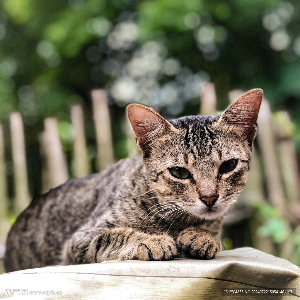 猫