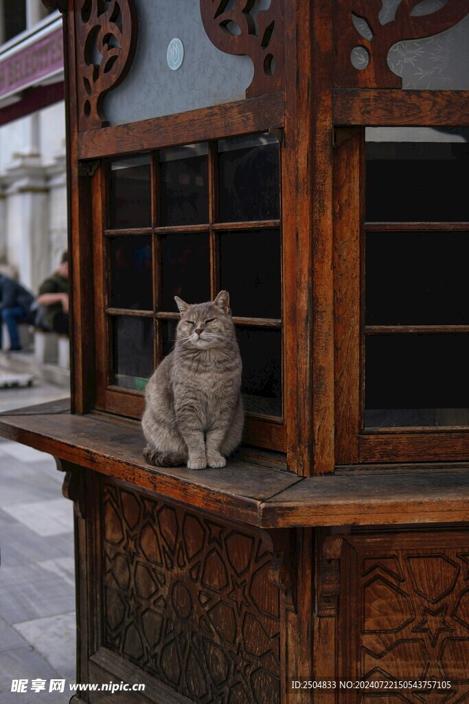 猫
