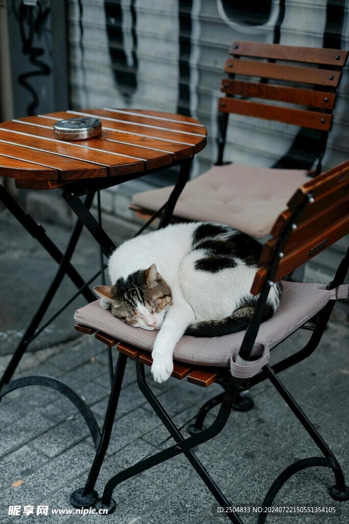 猫
