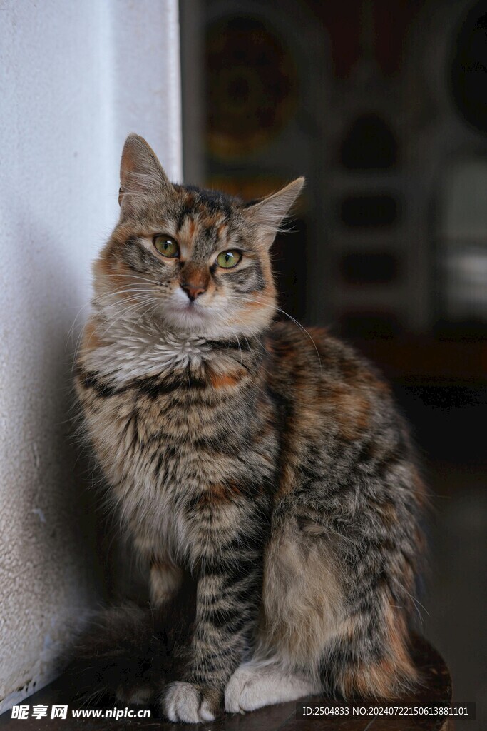 猫