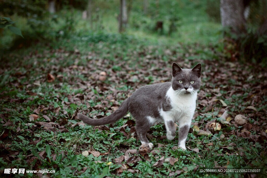 猫