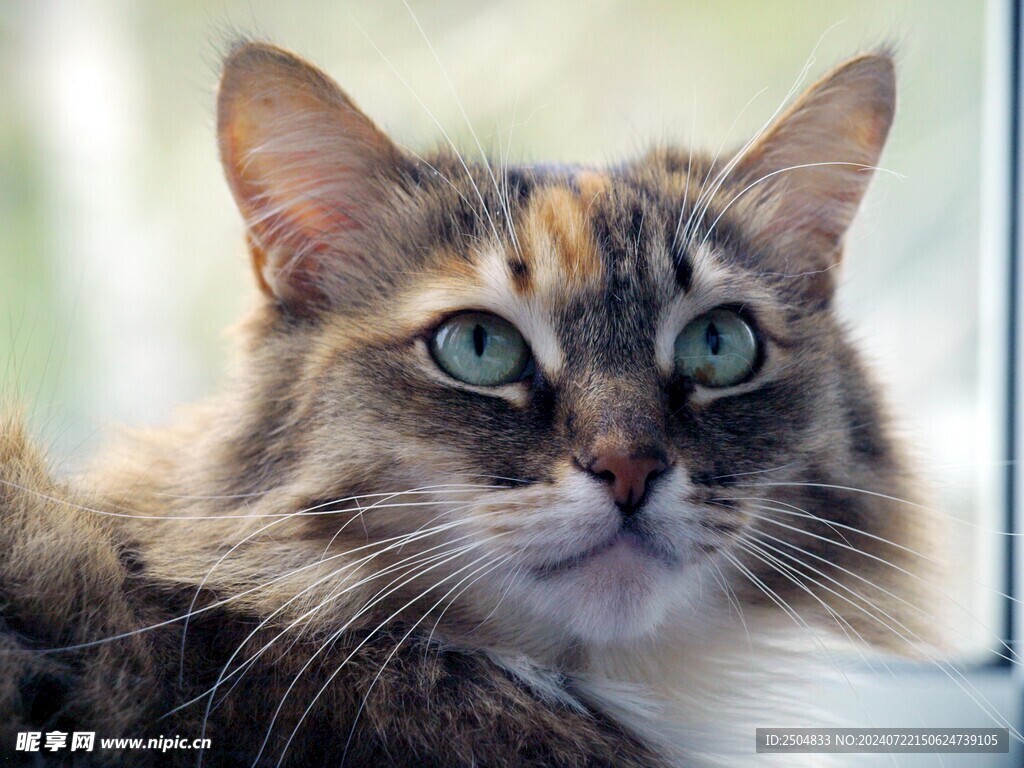 猫