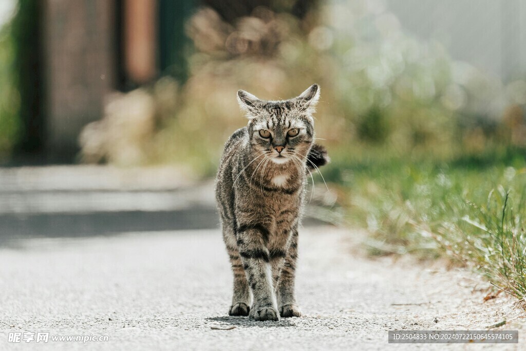猫