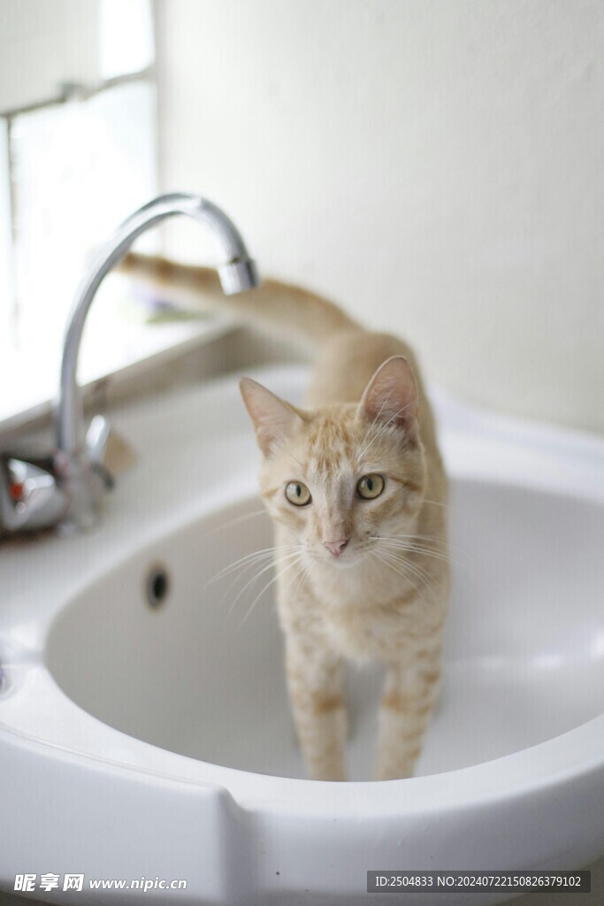 猫