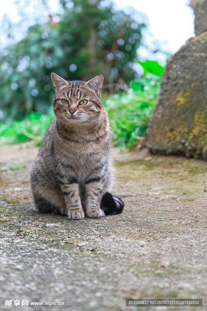 猫