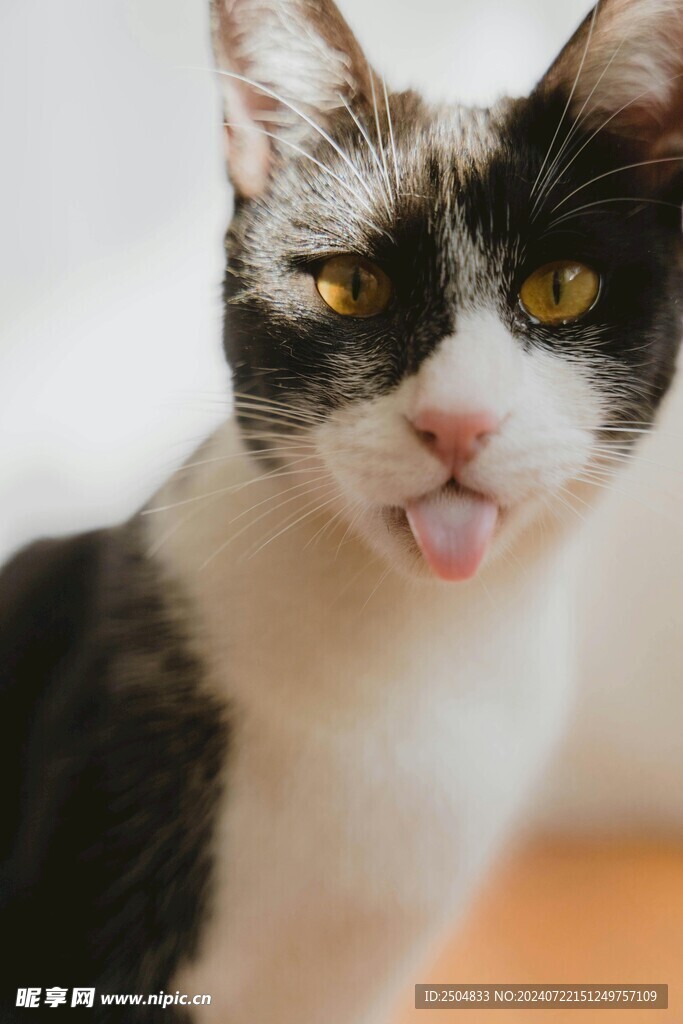 猫