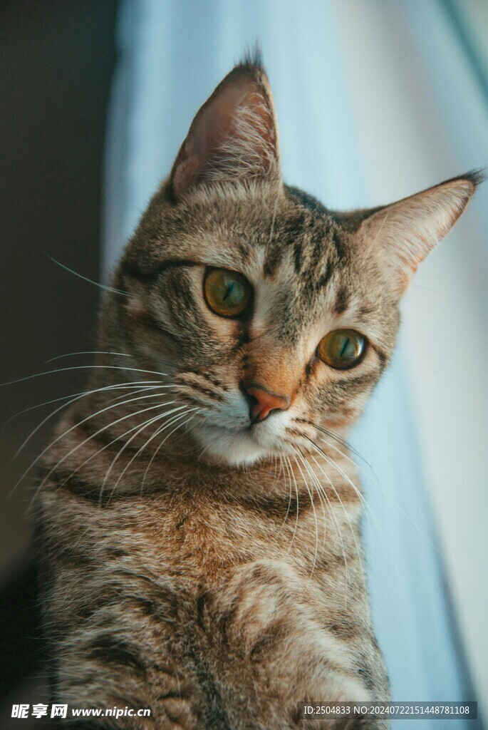 猫