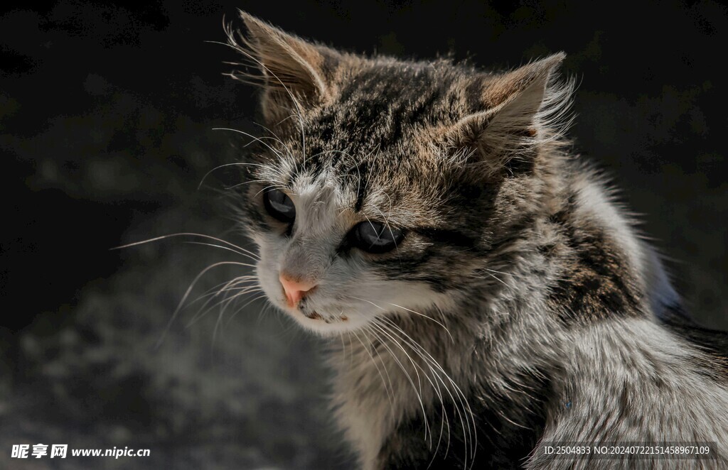 猫