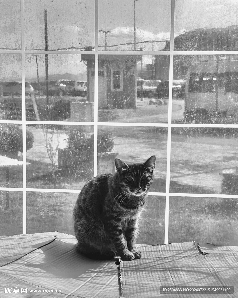 猫