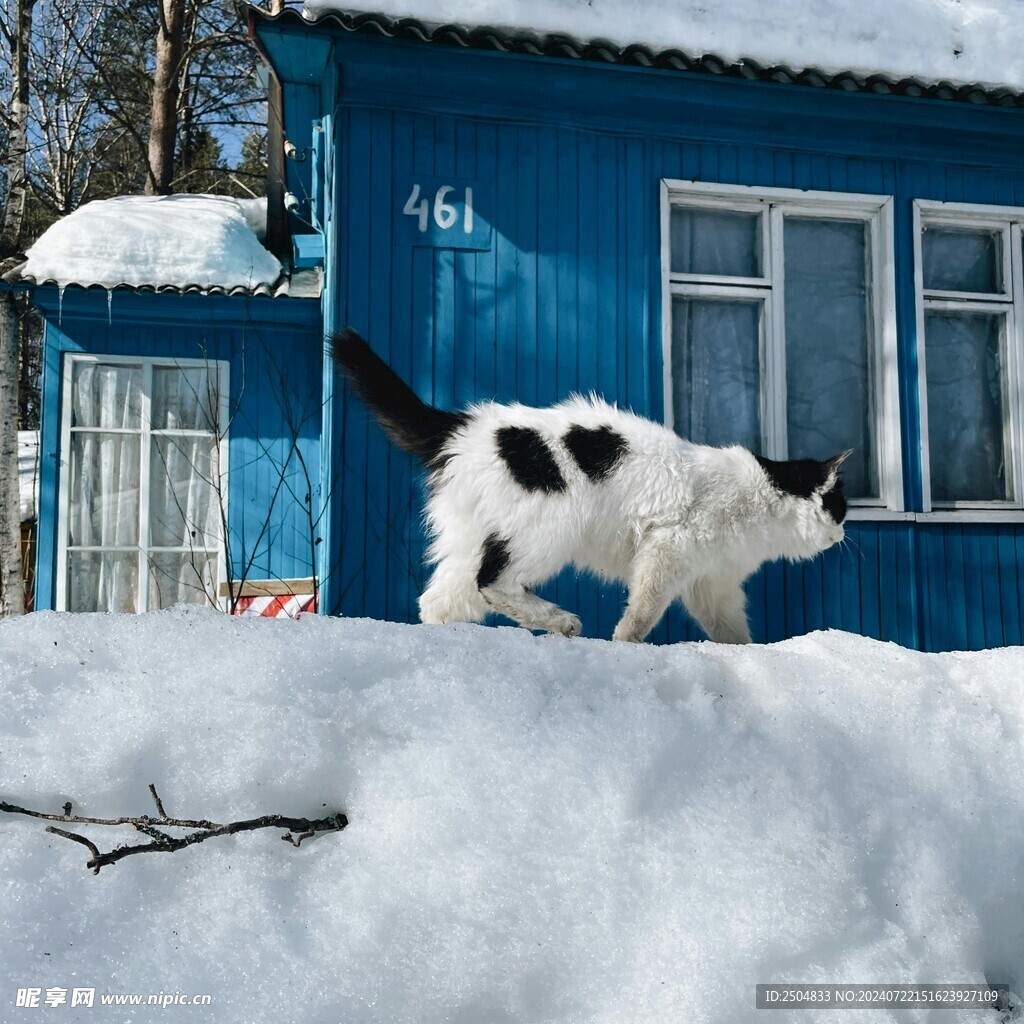 猫