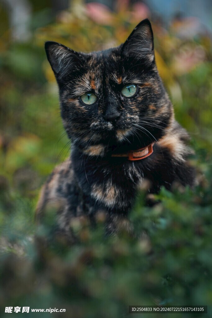 猫