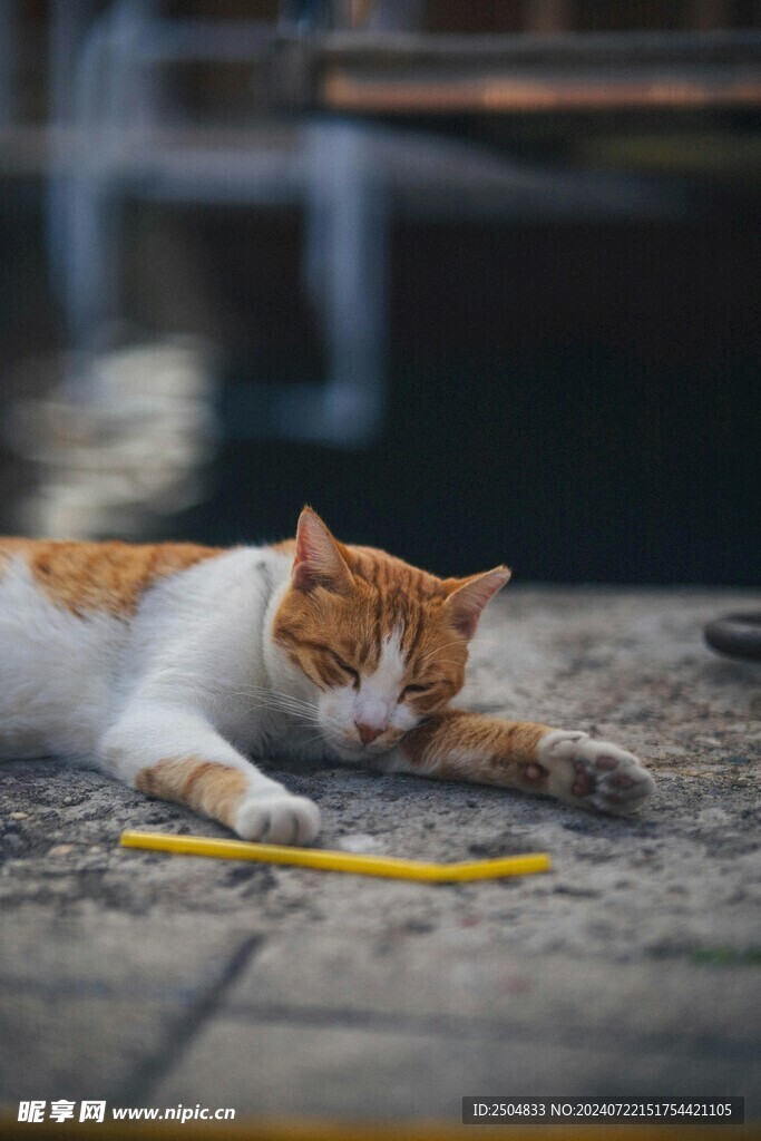 猫