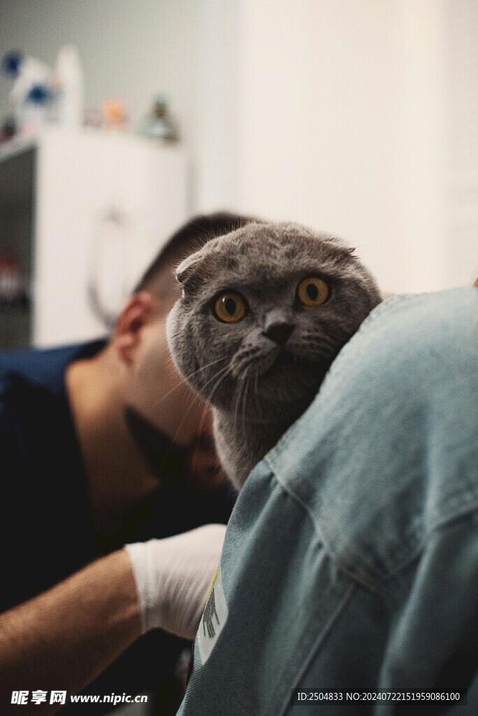 猫
