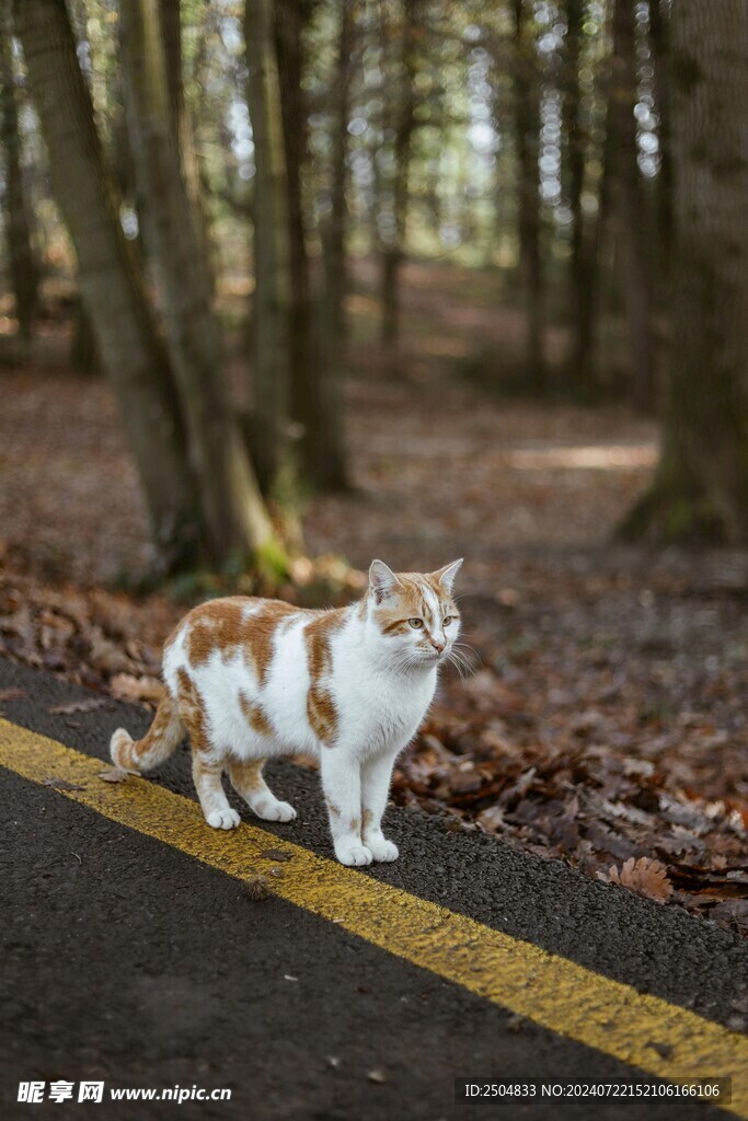 猫
