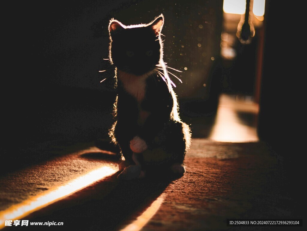 猫