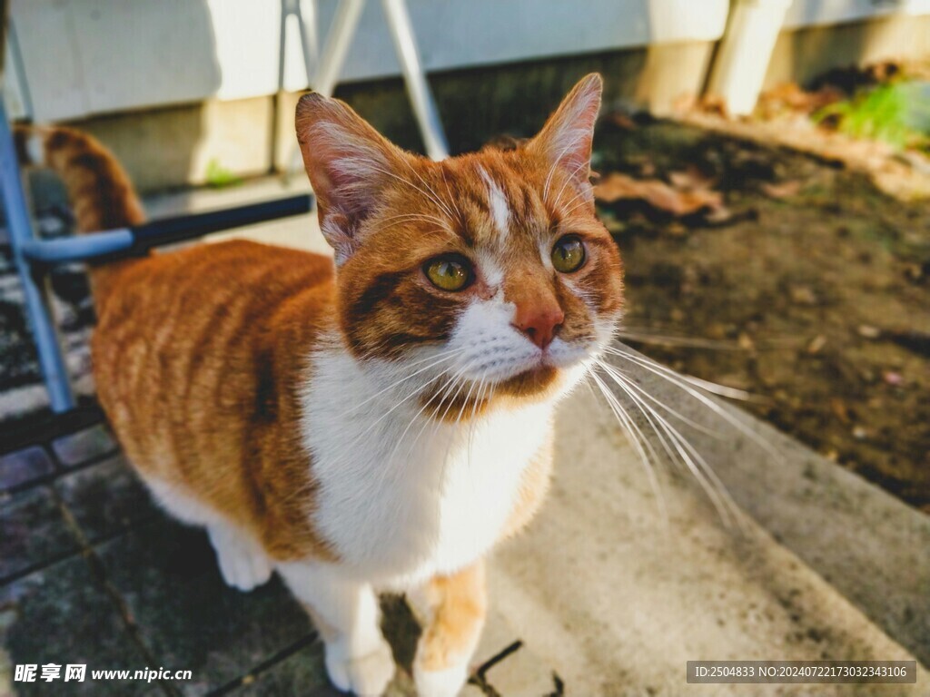 猫
