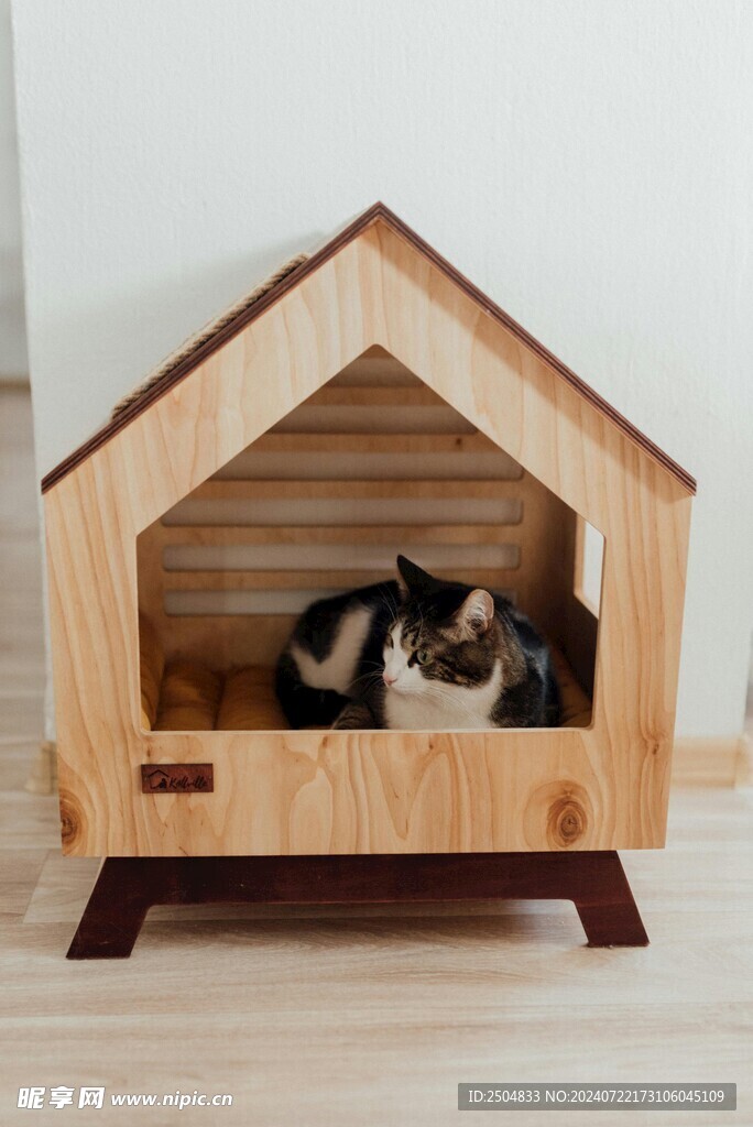猫