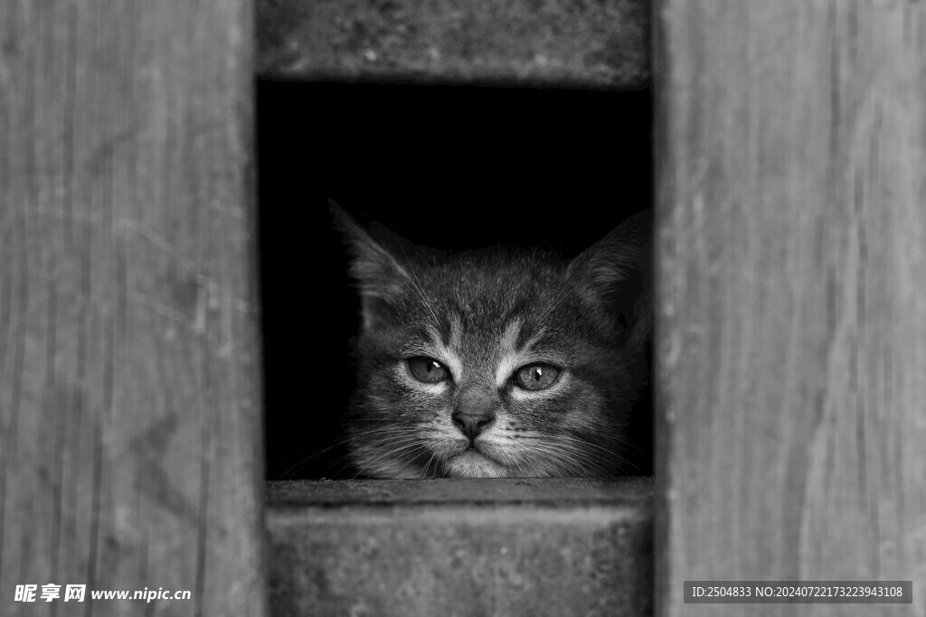猫