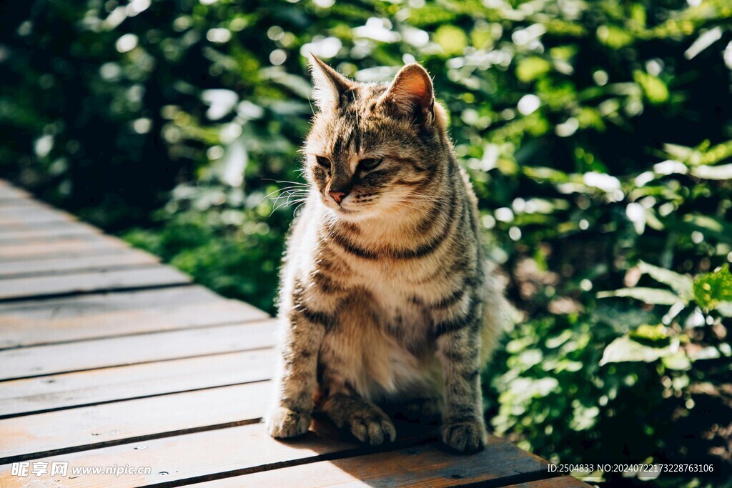 猫