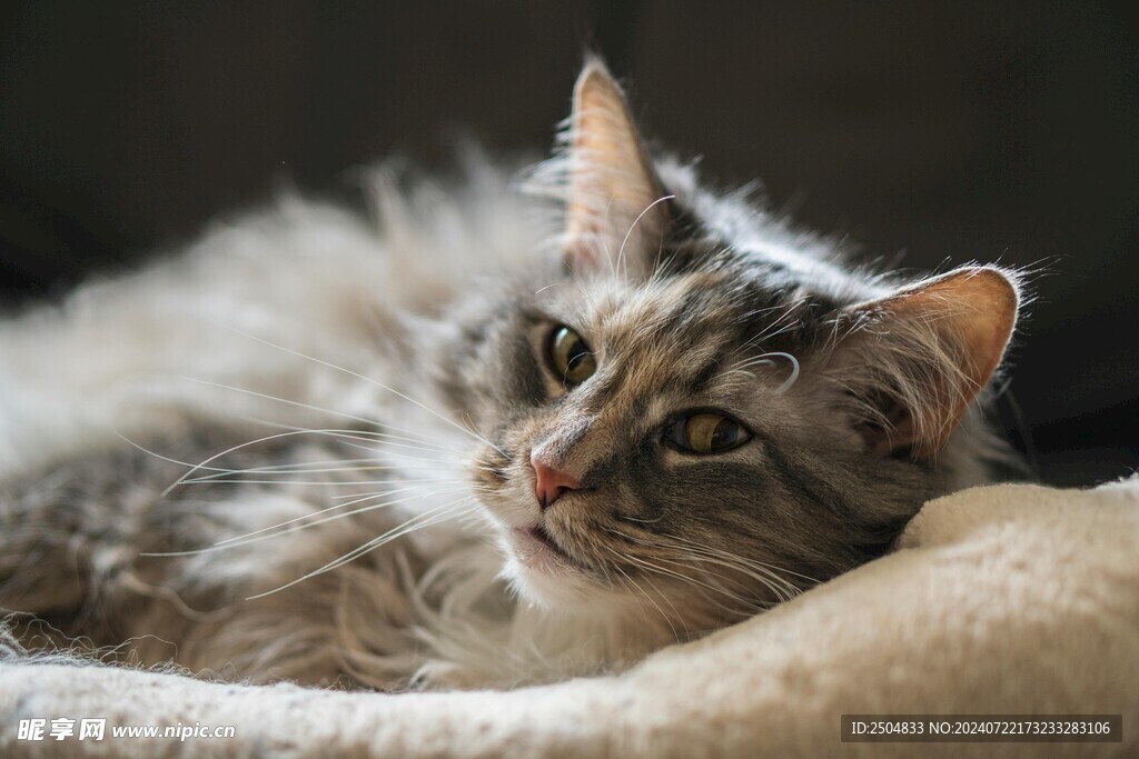 猫
