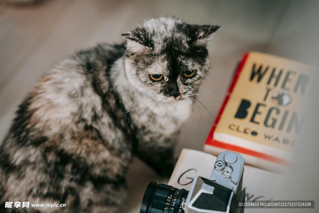 猫