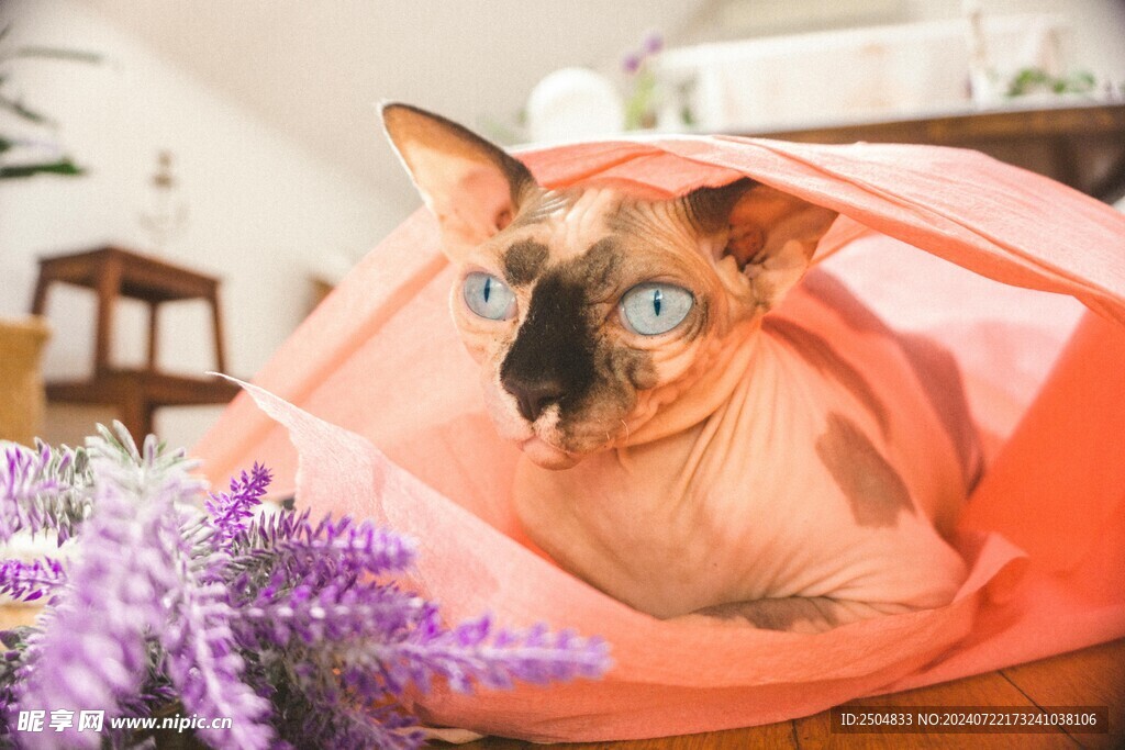 猫