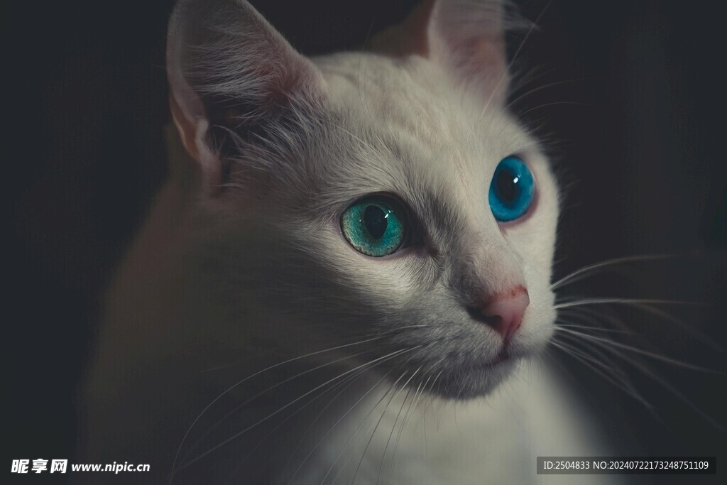 猫