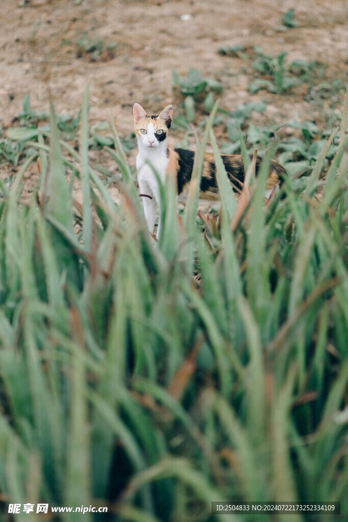 猫