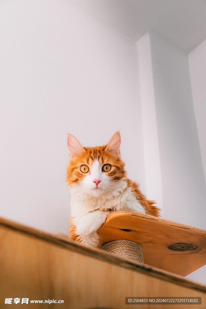 猫
