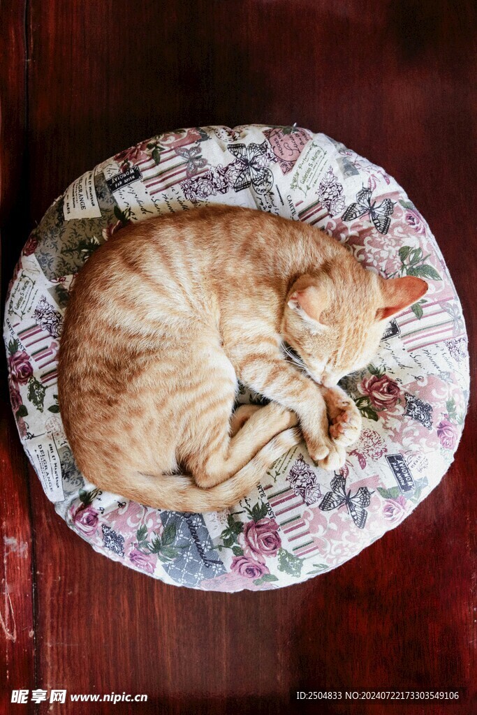 猫