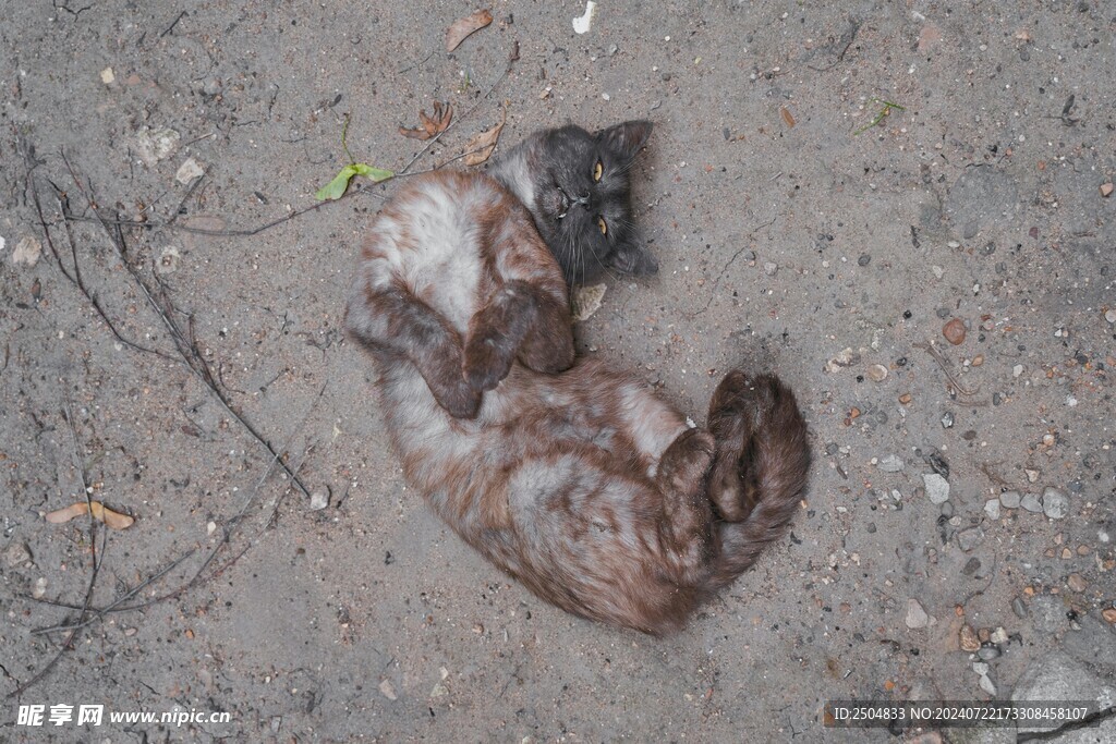 猫