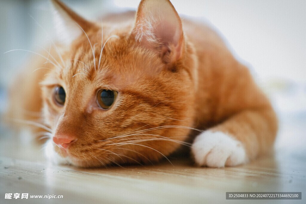 猫