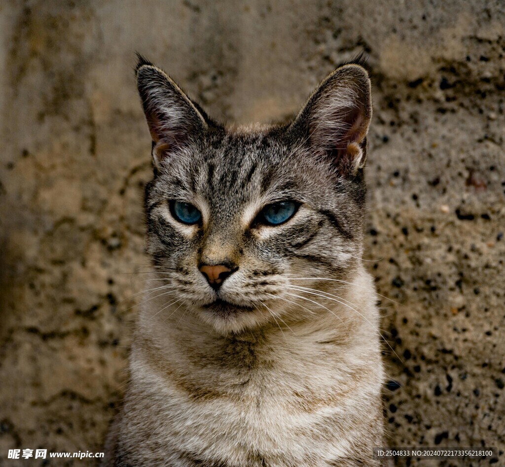 猫