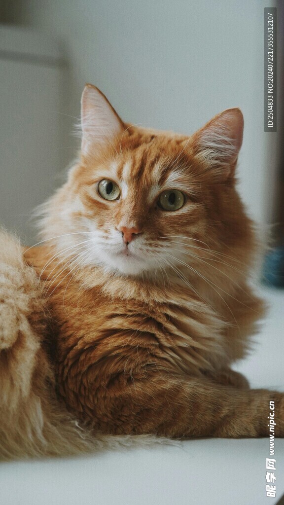 猫