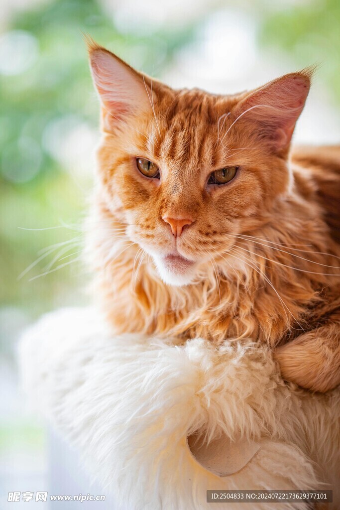 猫