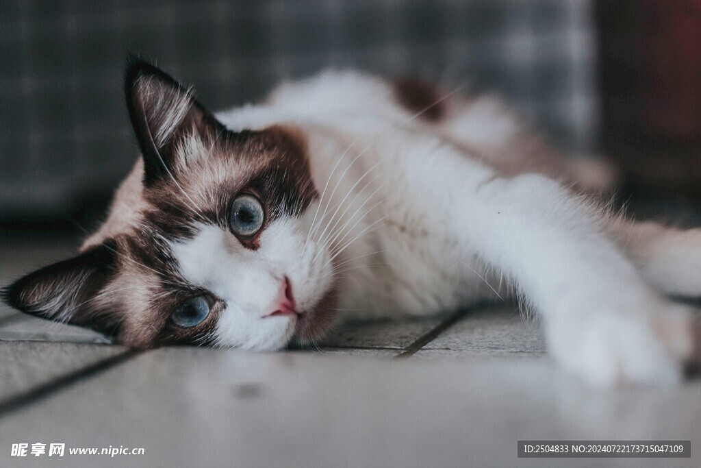 猫
