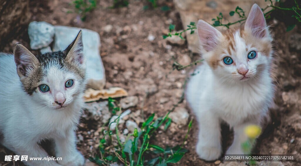 猫