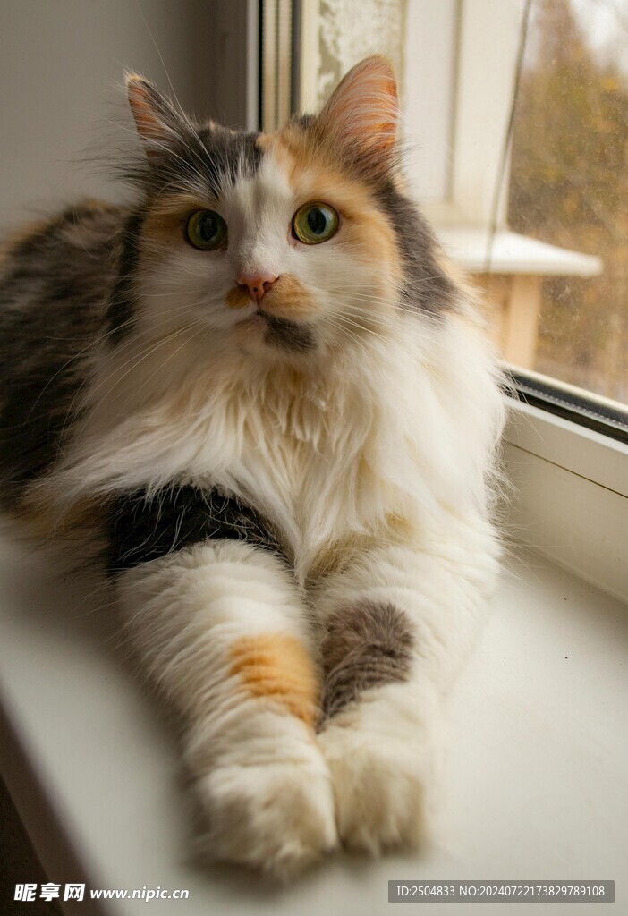 猫