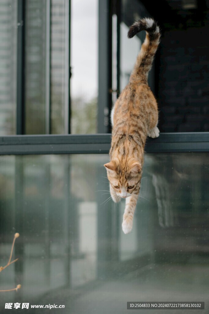 猫