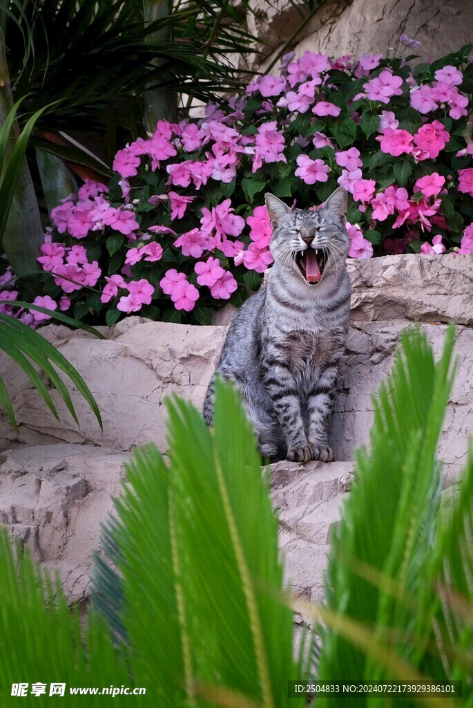 猫