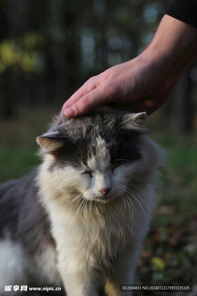 猫