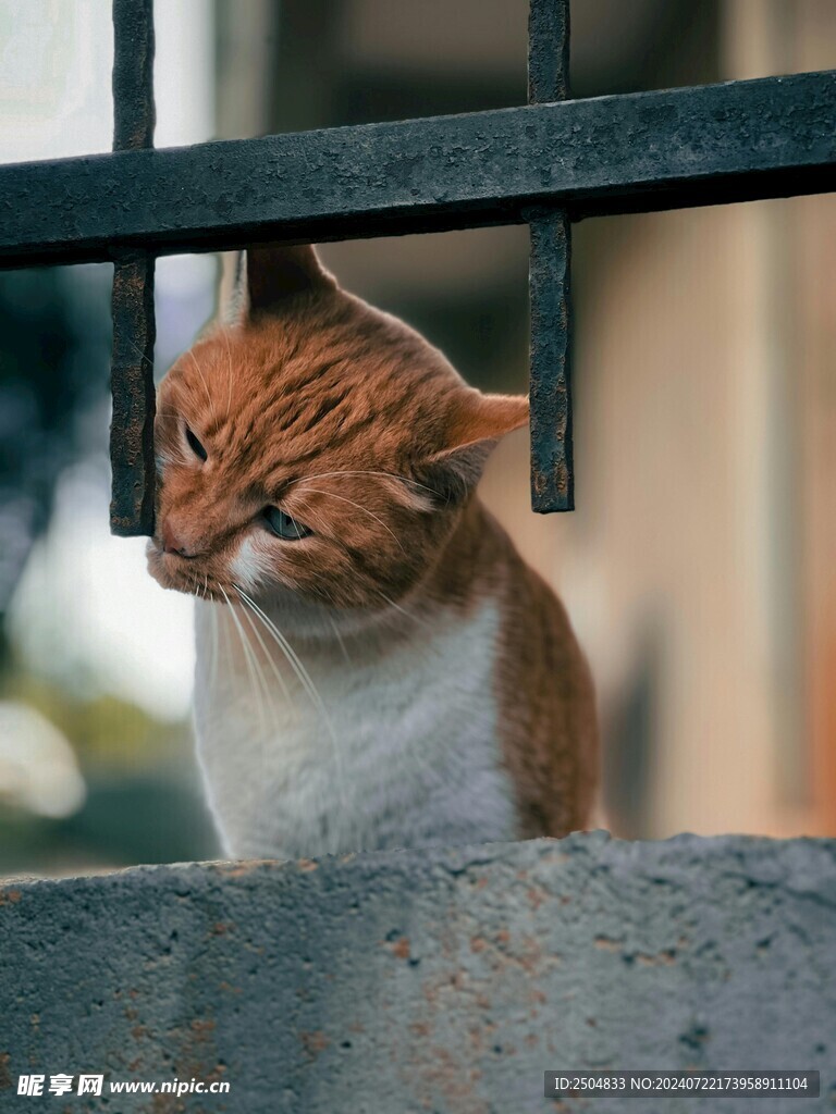 猫