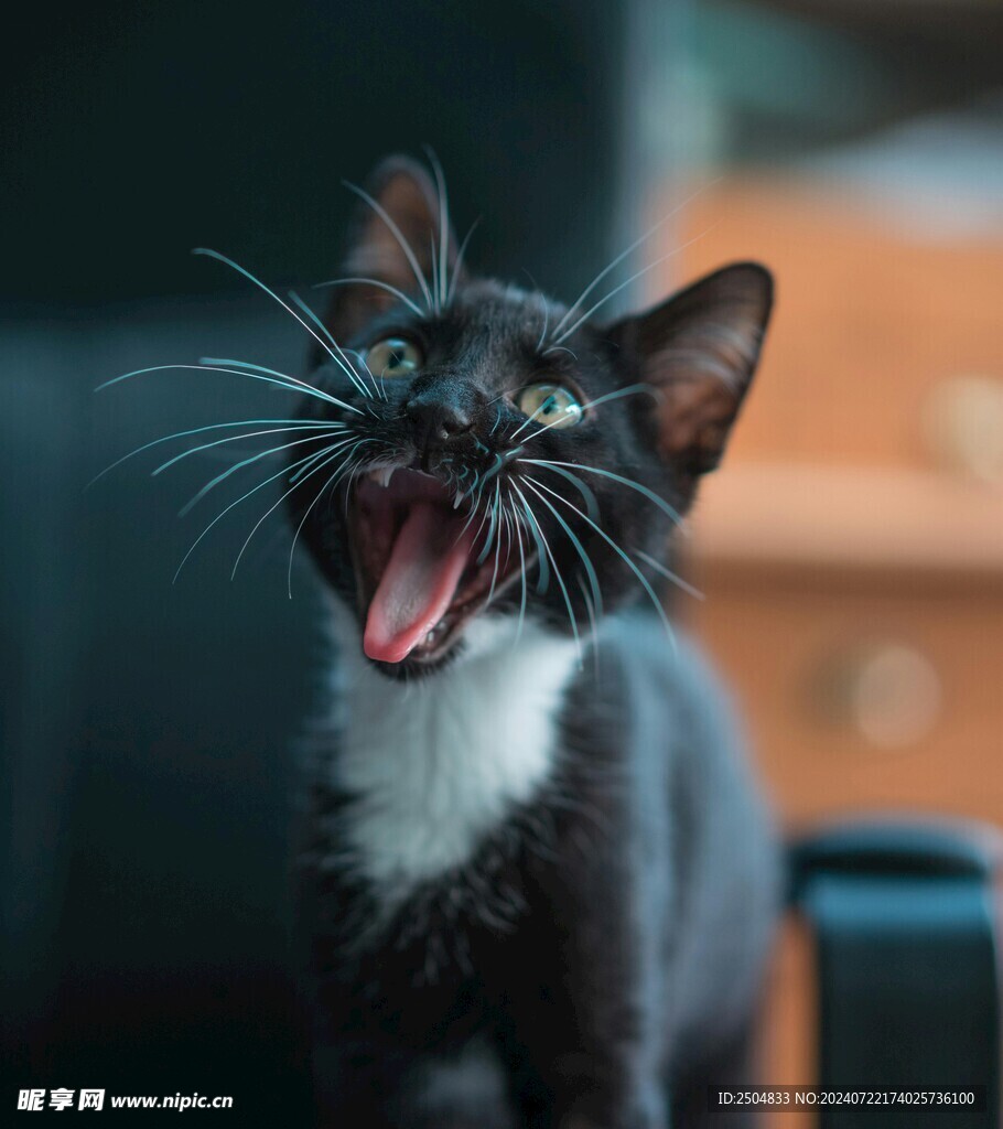 猫