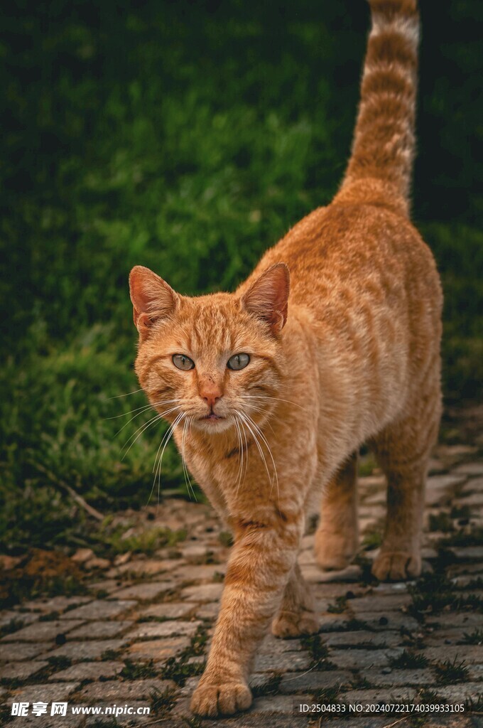 猫