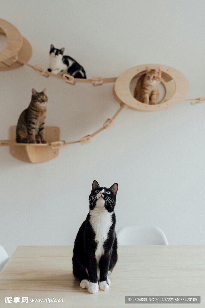 猫
