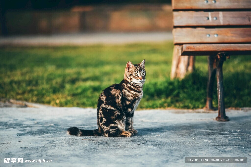 猫