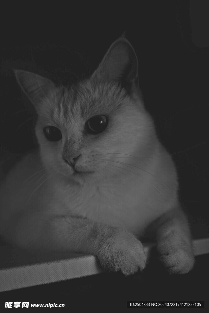 猫