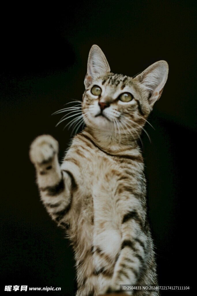 猫