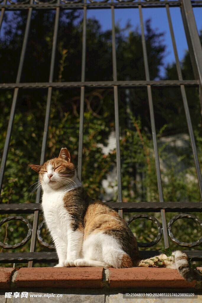猫